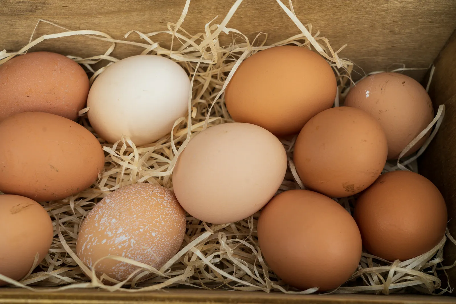 Telur segar OHMEGA dari produsen